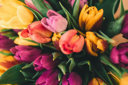 Mother's Day Tulip Standard Wrap - Collection